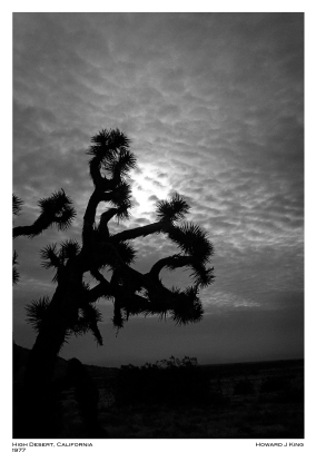 Recovered from Negative. Joshua trees at Saddleback State Park, High Desert of California. Howard J King 1977