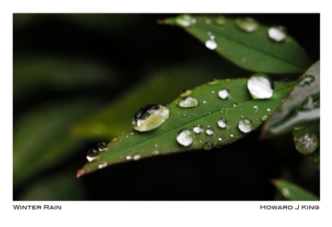 Macro of rain on Chinese Bamboo leaf. Taken with a macro lens and Nikon D7100 Howard J King 2015