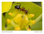 Macro of Ants