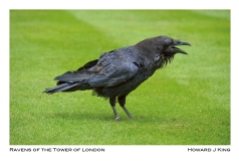 One of the Ravens of the Tower of London. Howard J King 2011