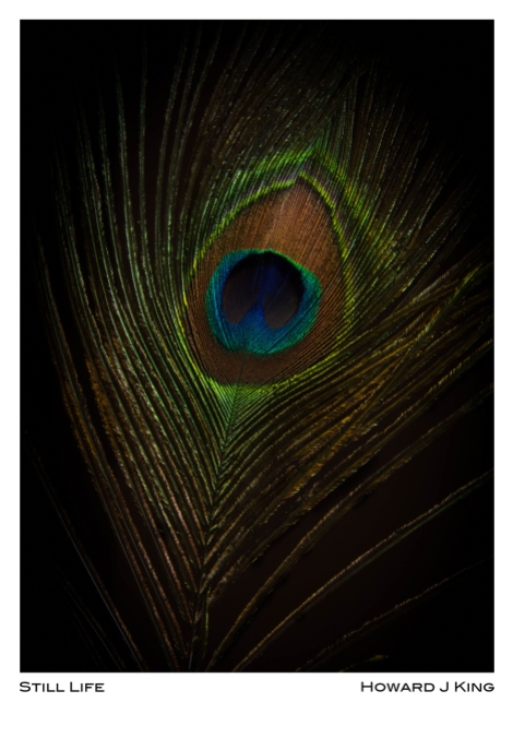 Digital Image of a peacock feather. The image was later used to calibrate output from camera, monitor then printer. Howard J King 2016