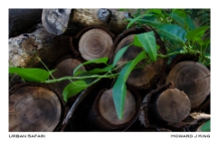 Mesquite logs and vines. Howard J King 2013